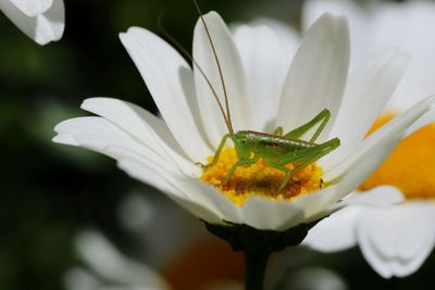 Close-up of white flower