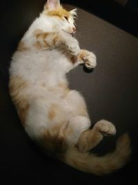 High angle view of cat sleeping