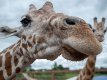 Close-up of a horse