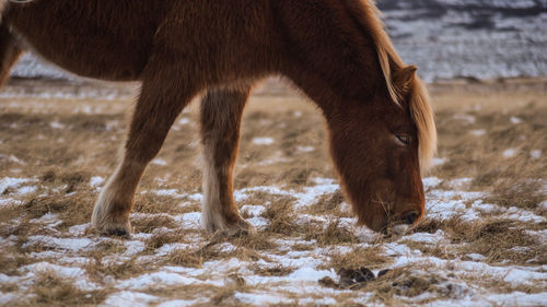 Close-up of horse standing on snow field