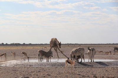 View of horses on field against sky