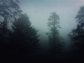 Silhouette trees in forest against sky