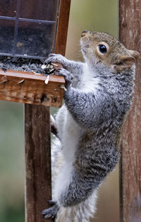 Close-up portrait of squirrel on wooden post