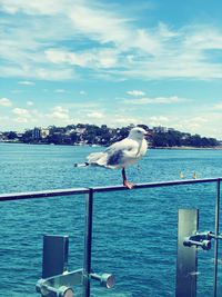 Seagull perching on wooden post by sea against sky