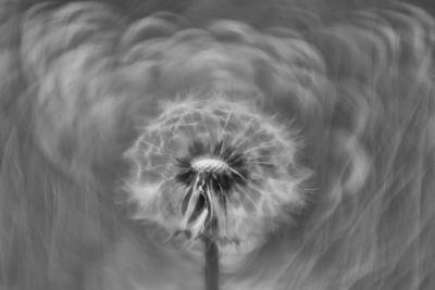 Close-up of dandelion flower