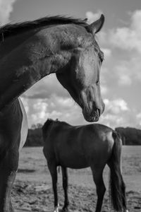 Horses on field against sky