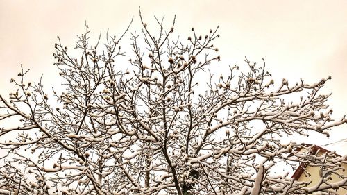 Low angle view of silhouette birds on tree against sky