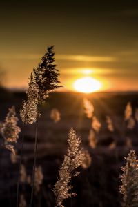Close-up of stalks against bright sun during sunset