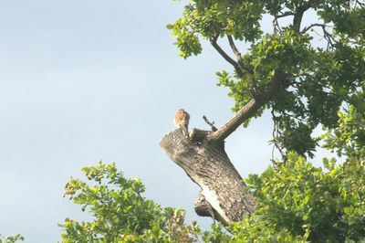 Low angle view of bird on tree against sky