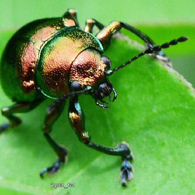 animal themes, one animal, animals in the wild, close-up, wildlife, focus on foreground, insect, green color, no people, metal, day, nature, full length, outdoors, pattern, selective focus, animal markings, natural pattern, leaf