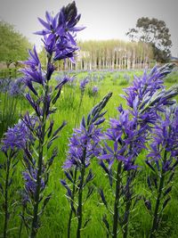 Close-up of lavender flowers