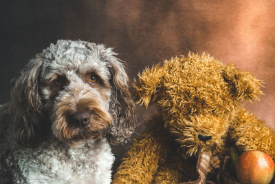 Close-up of dog