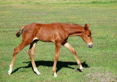 Side view of horse on field