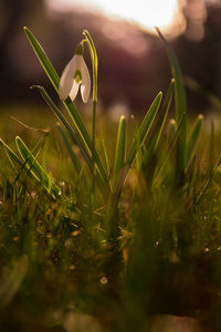 Close-up of flowering plant on field