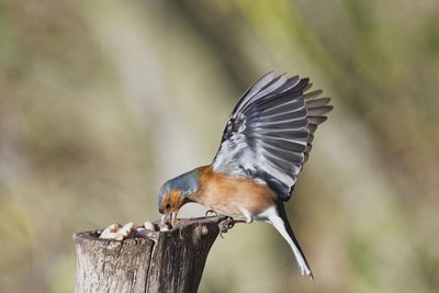 Close-up of bird perching on wooden post