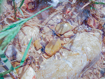 High angle view of fish in sea