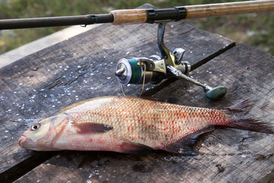 Close-up of fish on fishing rod