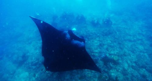 Jellyfish swimming in sea