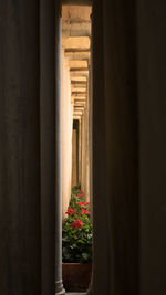 Flowers in corridor