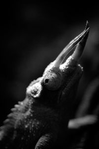 Close-up of insect on grass