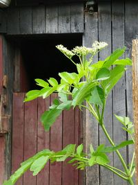 Plants growing on a tree