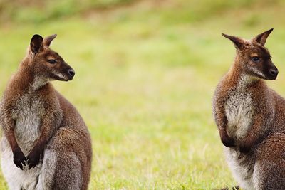 Kangaroos looking away against blurred background