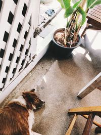 High angle view of dog standing on seat