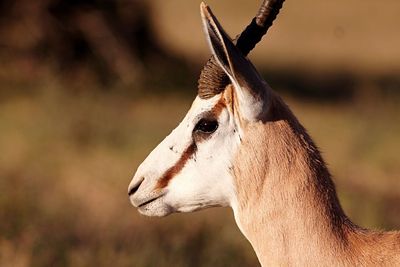 Close-up of horse