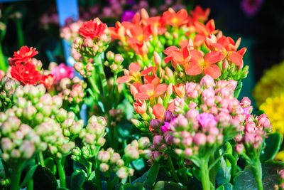 Close-up of pink flowering plants