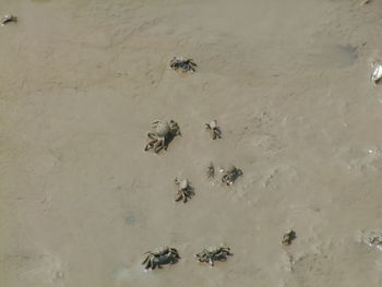 High angle view of crab on sand