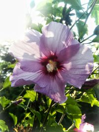 Close-up of white flower