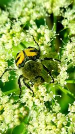 Close-up of bee on flower