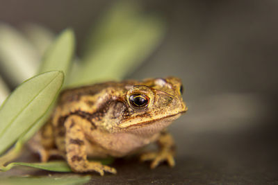 Close-up of frog on leaf