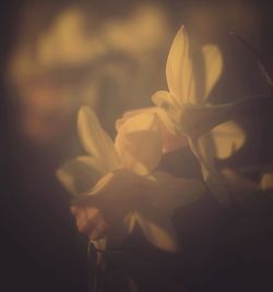 Close-up of flower blooming outdoors