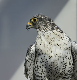Close-up of a beautiful bird of prey