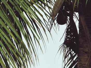 Low angle view of palm tree against sky