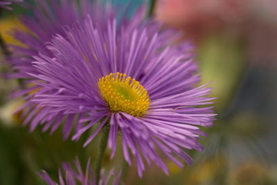 Close-up of purple flower