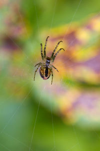 Close-up of spider on web