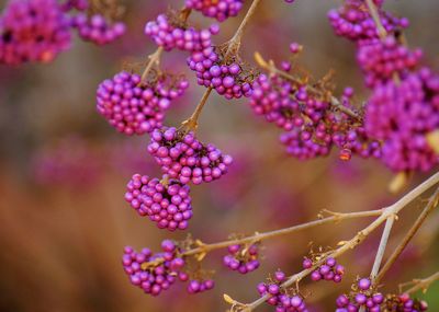 Close-up of purple berries growing on plant
