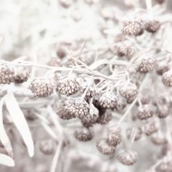 Close-up of plant against blurred background