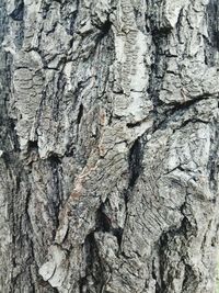 Full frame shot of tree trunk