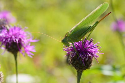 Close-up of grasshopper on pink flower against blurred background.