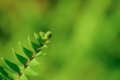 Close-up of plant on green background.