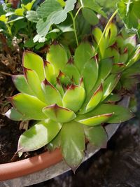 High angle view of succulent plant on field