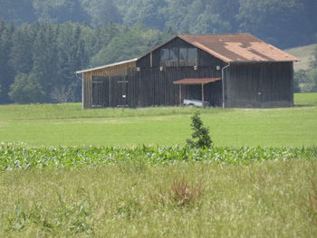 plant