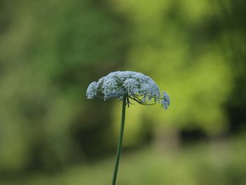 Close-up of flower against blurred background