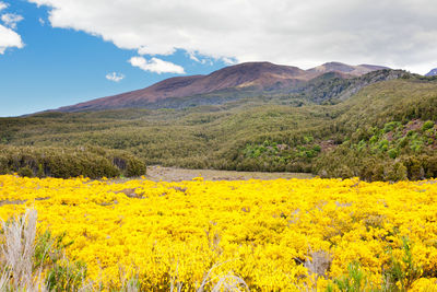 Scenic view of yellow flowering plants on landscape against sky