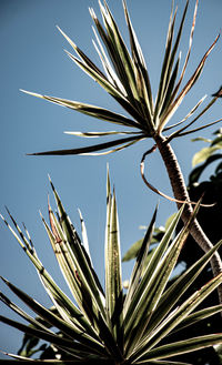 Low angle view of plant