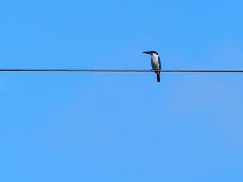 Low angle view of bird perching on cable against clear sky