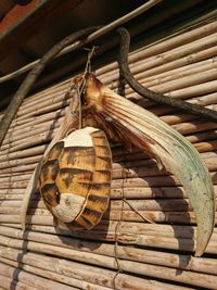 Close-up of snail on wood